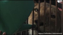 Sudáfrica será la casa de los 33 leones rescatados de circos en Perú y Colombia