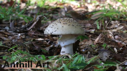 Casting a Mushroom with Molten Aluminum
