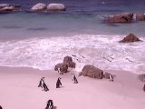 Pingouins surfeurs