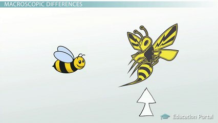 Benign vs. Malignant: Definition, Characteristics & Differences