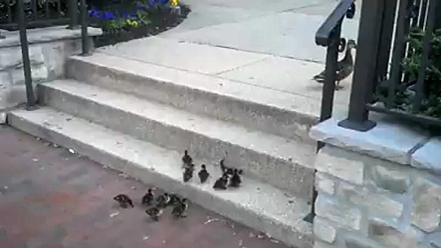 So adorable! The mom is supervising