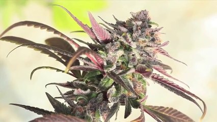 Visite des plantes de cannabis géantes de Jorge Cervantes en Californie (STFR)