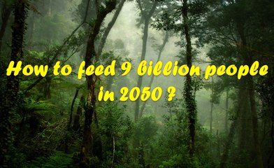 COP22 Rainforest permaculture - EL4DEV - Le Papillon Source Inner Africa 3