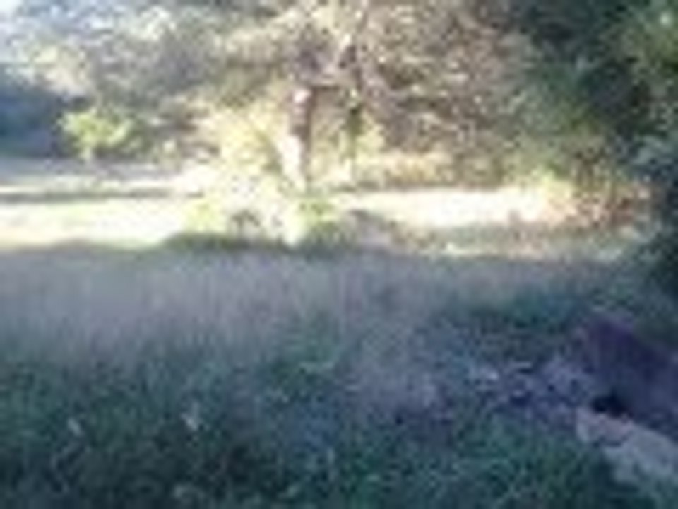 do you think this Lawn need be cut