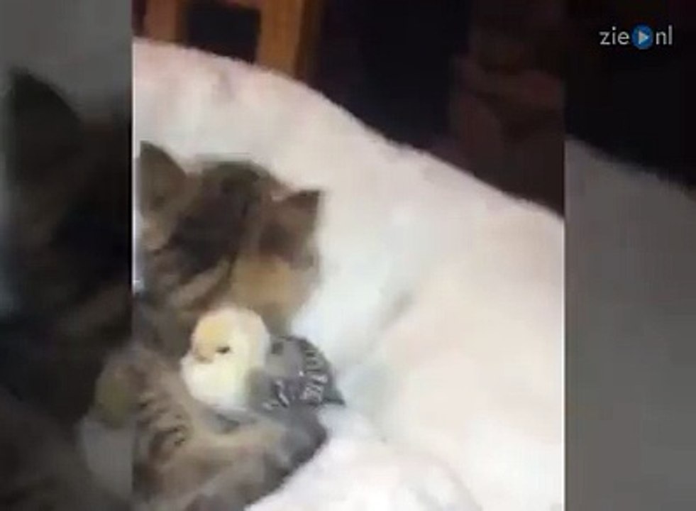 Best friends forever