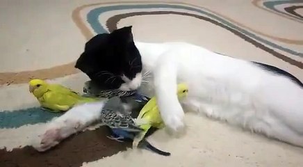 Birds are friends, not food!