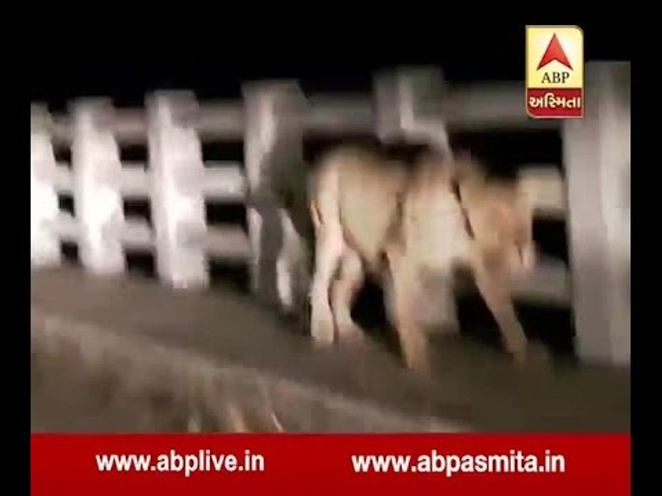 Amreli: Lions are on the road again