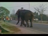 Wild elephant crushes 100 houses in Siliguri, West Bengal