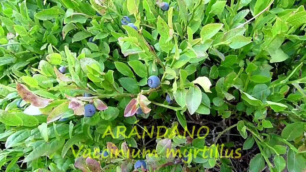 REMEDIOS NATURALES, LAS MEJORES PLANTAS MEDICINALES. EQUISALUD