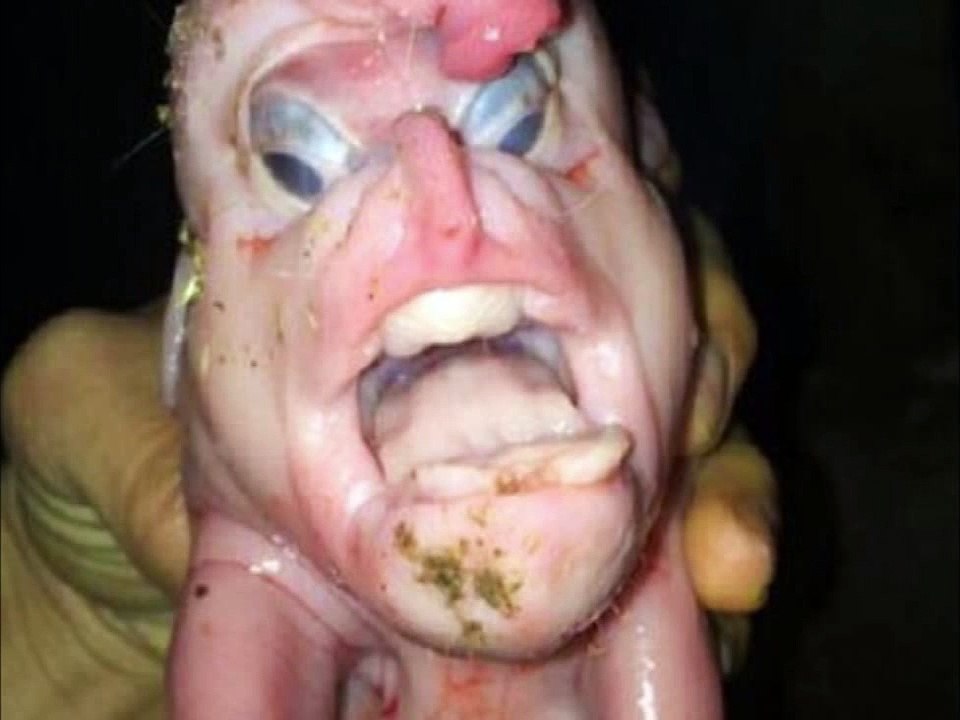 cochon mutat