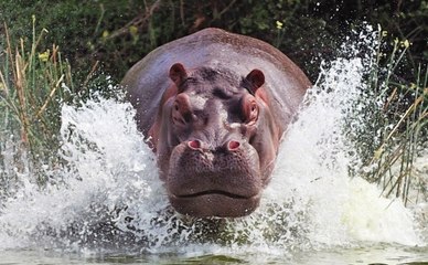 Invasores: Hipopótamos da Cocaína [Dublado] Documentário National Geographic [HD]