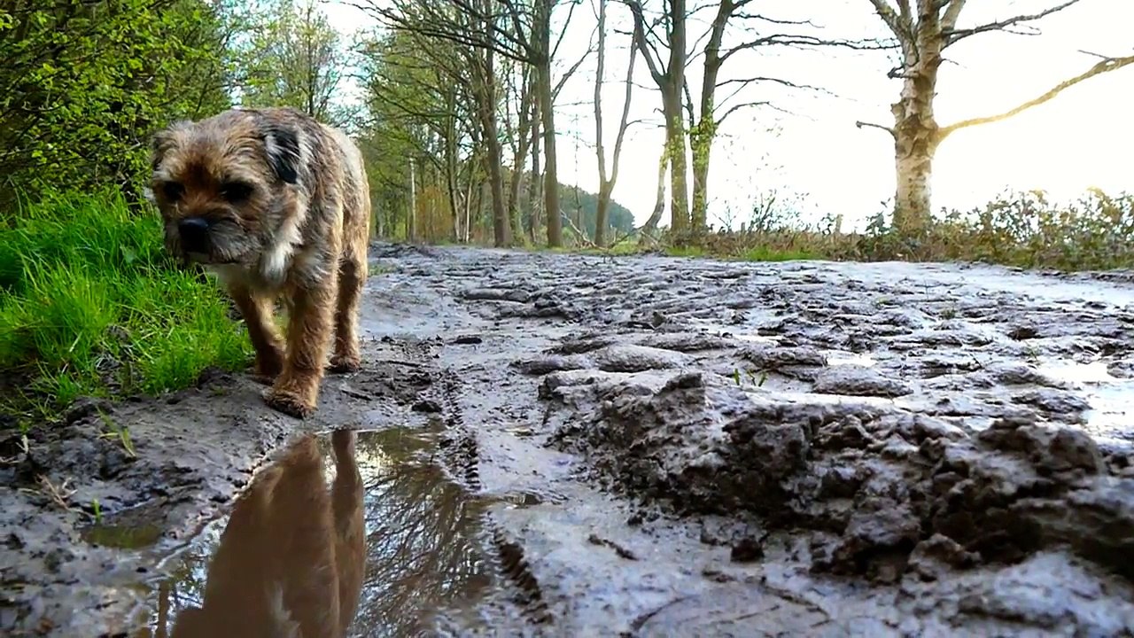 JACK THE BORDER TERRIER the DEERHUNTER