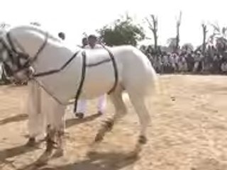 Horse Dance in Pakistan Village Marriage 2016