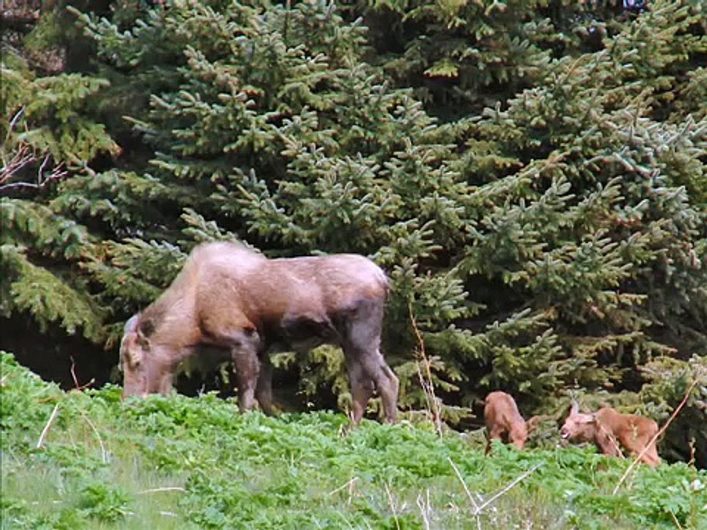 Alaska, Moose calves and mom