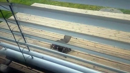 Un faucon se bat contre 5 pies