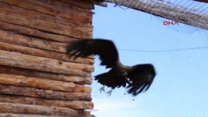 Burdur'da Tedavi Edilen 2 Kara Akbaba Doğaya Salındı