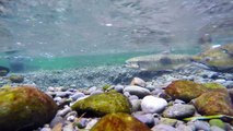 Chinook Salmon Spawning April 2106 (At 4k Resolution)