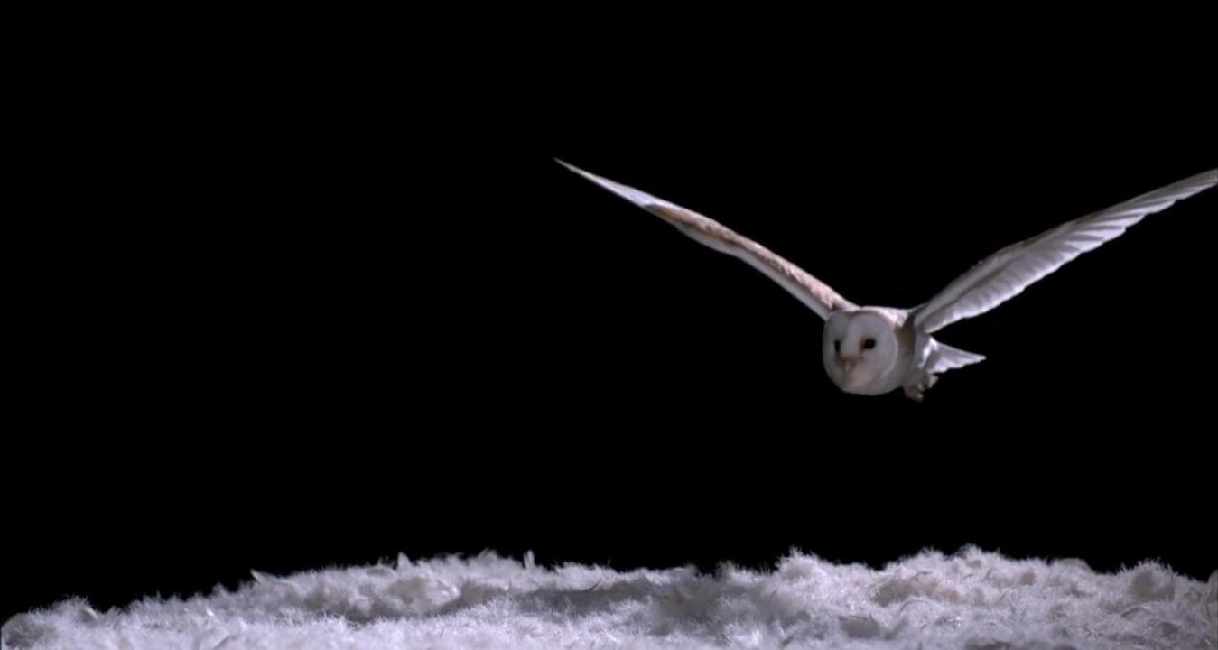 Experiment! How Does An Owl Fly So Silently - Super Powered Owls