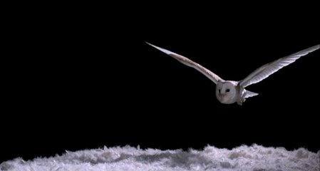 Experiment! How Does An Owl Fly So Silently - Super Powered Owls