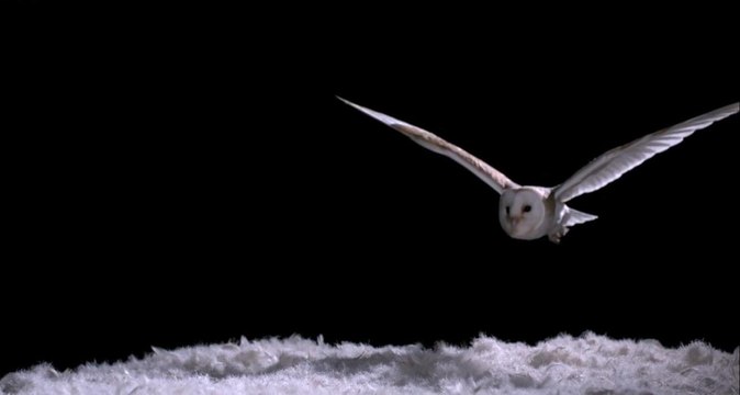 Experiment! How Does An Owl Fly So Silently - Super Powered Owls
