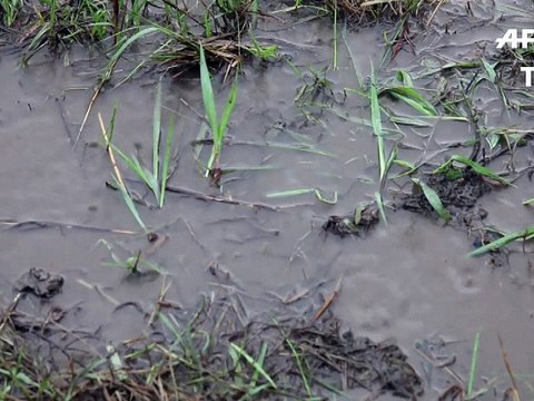 Braconnage d'éléphants: le Kenya va brûler des tonnes d'ivoire