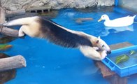 Jealous Anteater Desperately Wants To Steal Duck's Food. Can He Reach It?