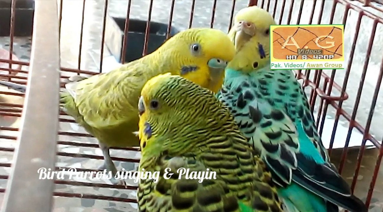 Astilean Parrots Video watch by AG