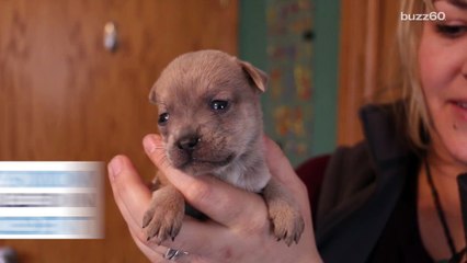 Tải video: Orphaned puppy adopted by a cat