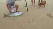 Ils pêchent un thon avec une ligne tractée par un Drone !
