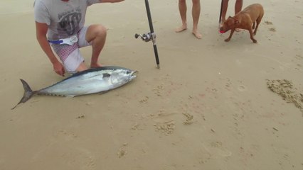 Ils pêchent un thon avec une ligne tractée par un Drone !