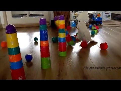 Cockatoo Takes on a Tower of Cups