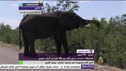 أكبر عملية حرق في التاريخ لـ ١٠٠ طن من أنياب الفيل