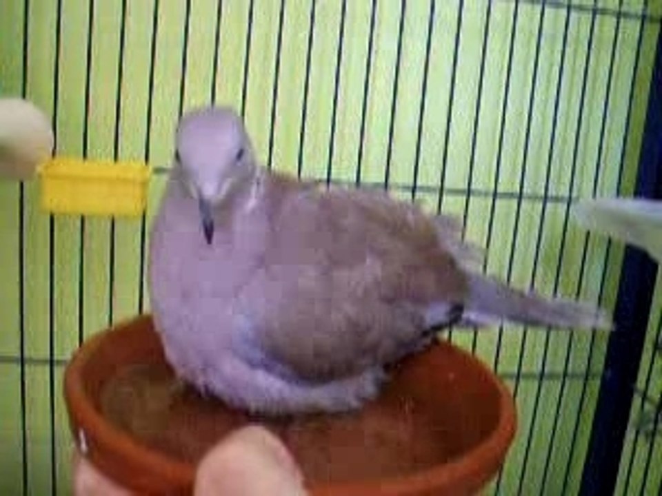 PouiPoui prend son bain