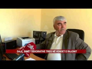DAJÇ, BIMËT DEKORATIVE TREG NË VENDET E RAJONIT
