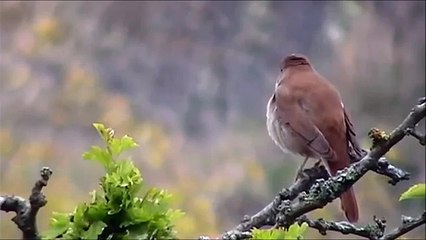 WWW.IZLEVIDEO.NET-Bülbül Sesi Görüntülü (26dk)