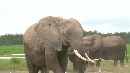 كينيا تحرق أمام الكاميرات مئة طن عاج