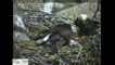 People are horrified when live stream of an eagle nest goes horribly natural and a cat gets fed to eaglets.