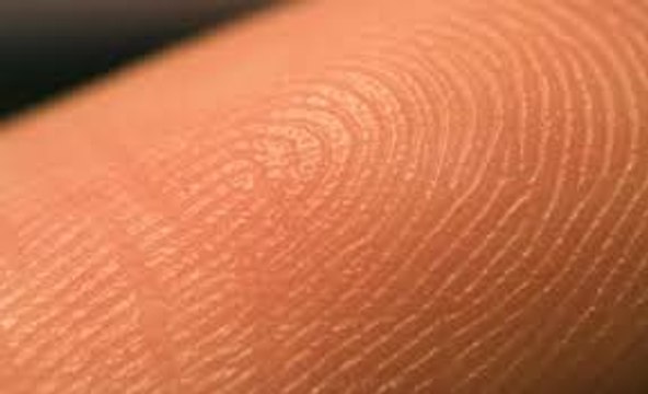 The three main layers of the skin: the epidermis, dermis, and subcutis