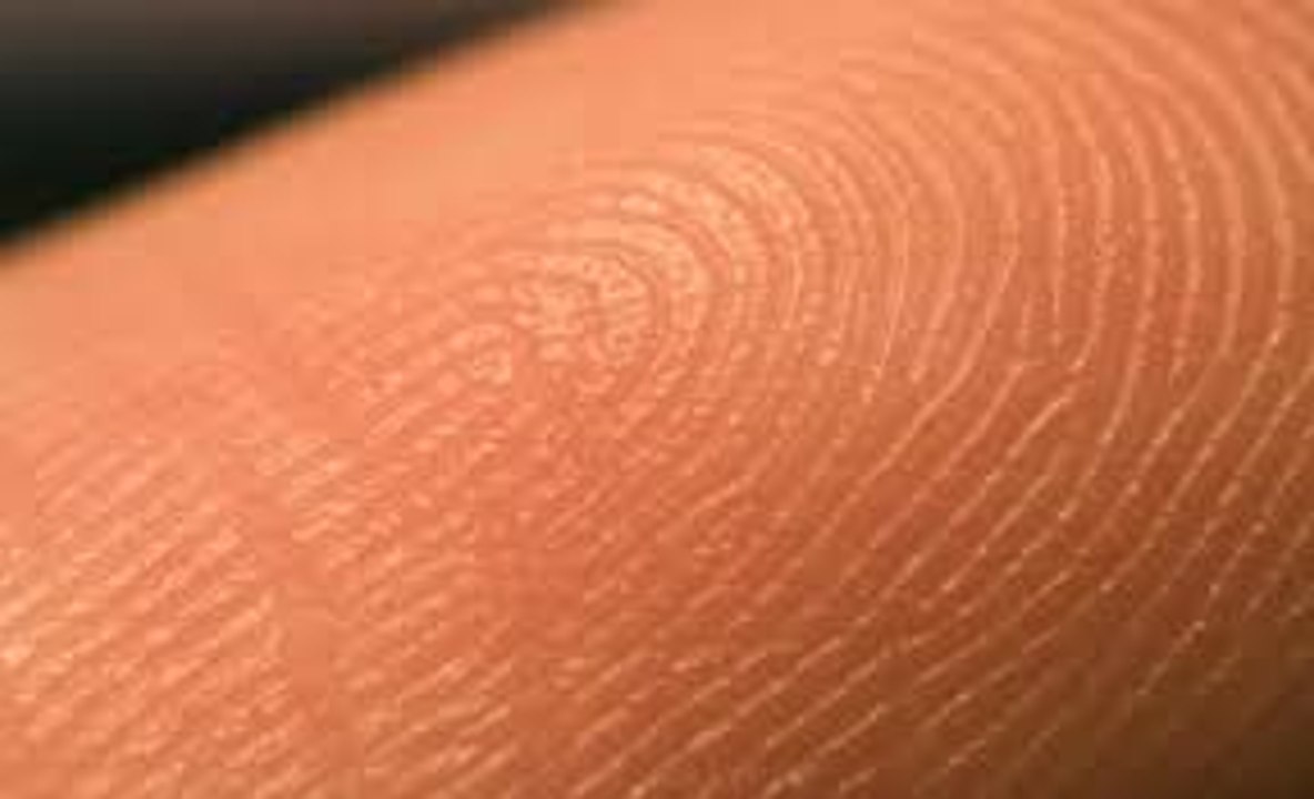 The three main layers of the skin: the epidermis, dermis, and subcutis