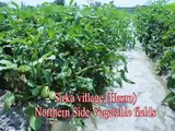 Sirka village love you, vegetable fields, Sami ur Rahman