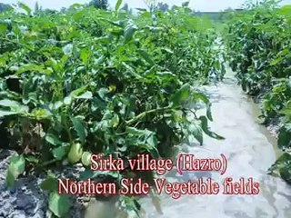 Sirka village love you, vegetable fields, Sami ur Rahman