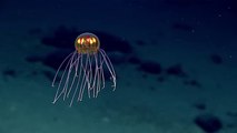 Méduse extraterrestre à 3700 mètres de profondeur