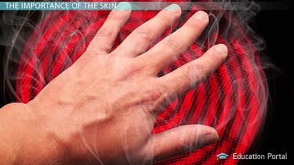 Causes and Consequences of Damage to the Skin