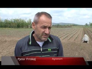 Lajme - Agronomi Pjetër Frrokaj