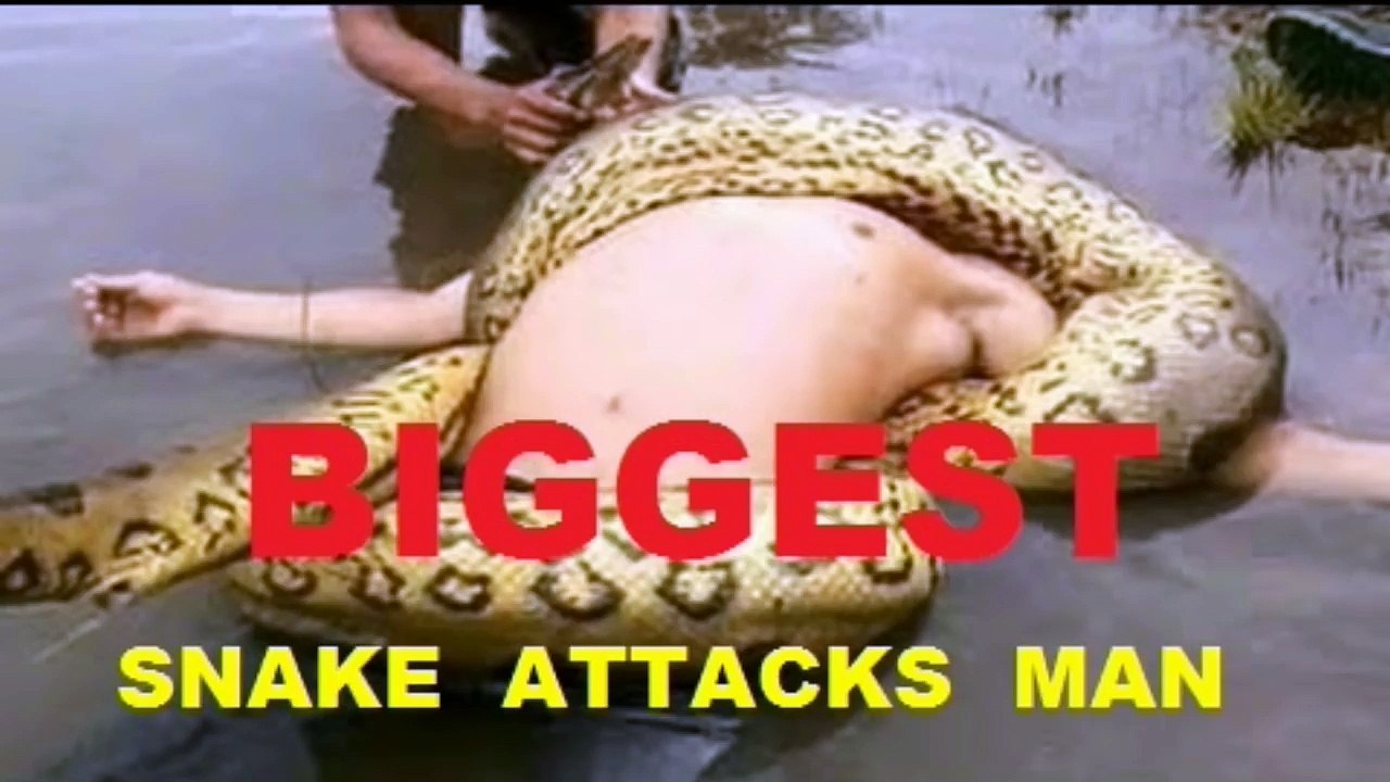 Most Amazing Wild Animal Attacks ➤ Giant Anaconda attacks Human Real [HD, 720p]