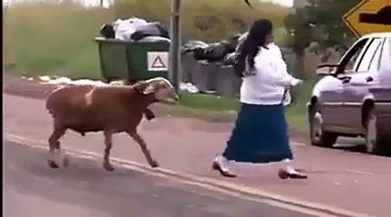 Un mouton énervé s'attaque à des passants