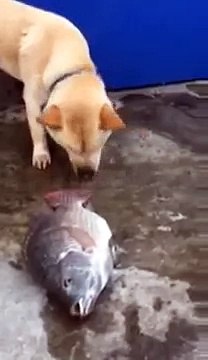 Собака спасает рыбу