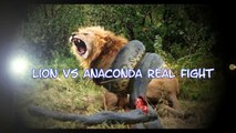Most Amazing Wild Animal Attacks - Giant Anaconda Snake Attacks Lion , tiger