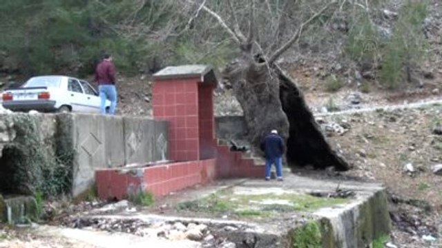 7 Asırlık Çınar Ağacı Tarihe Tanıklık Ediyor