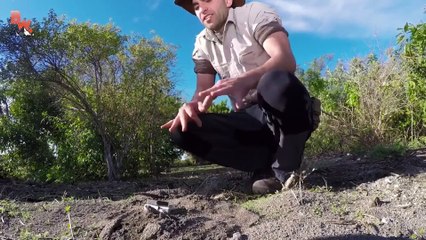 Un homme met ses mains dans un nid de fourmis de feu